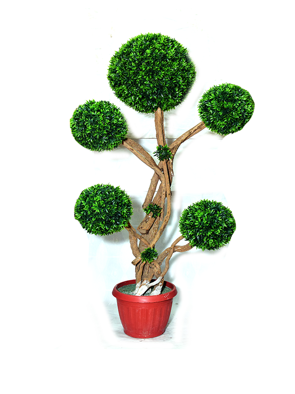 Evergreen Boxwood Planter
