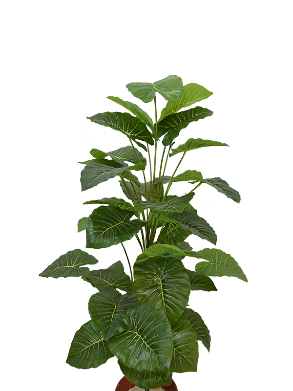 Aravaili Plant - Urban Galleria