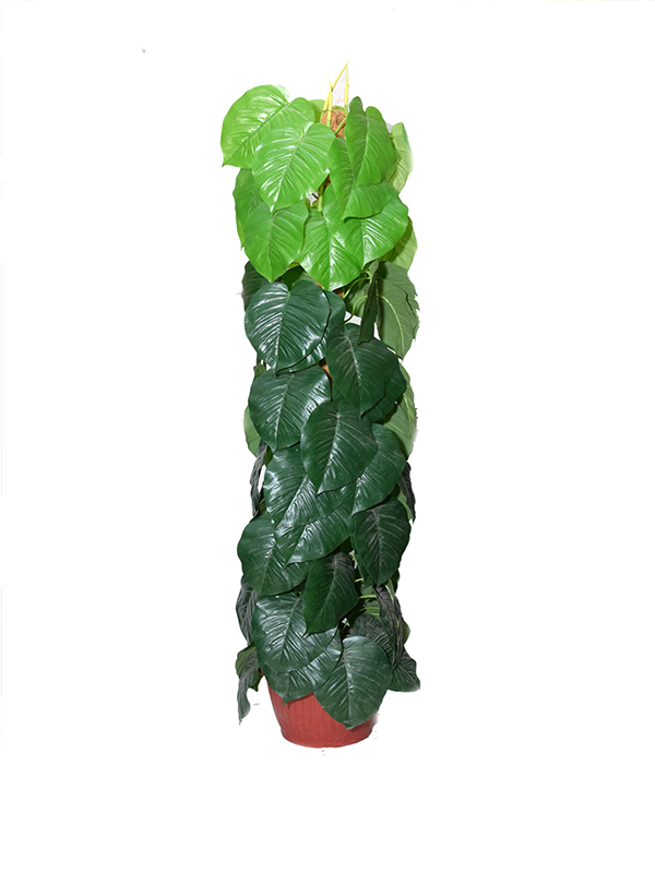 Claire Planter