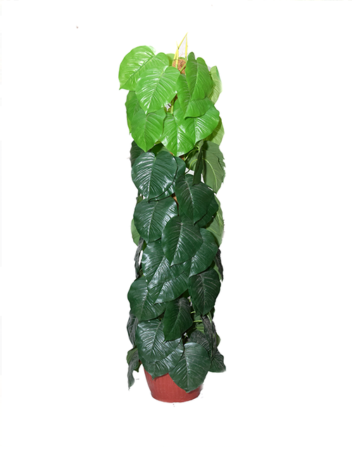 Claire Planter