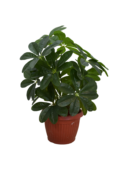 Daycotta Plant