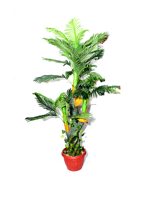 Rangoon Planter