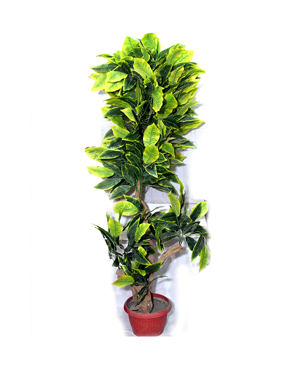 Scachrinum Planter