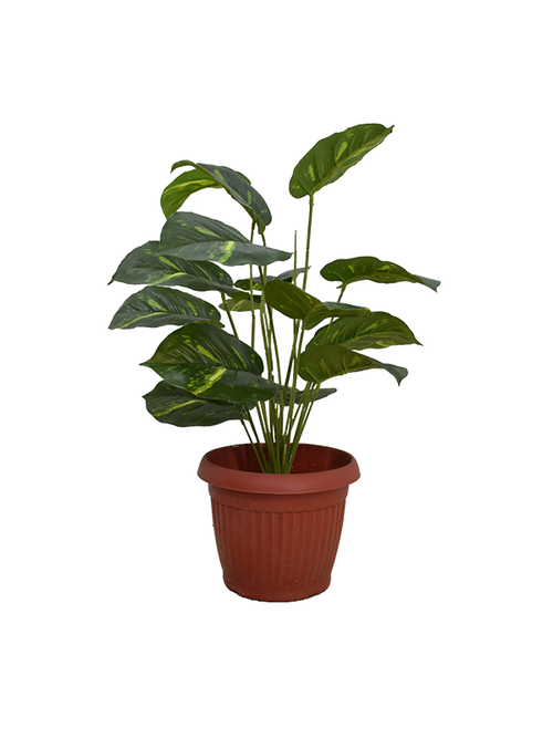 Vermont Plant